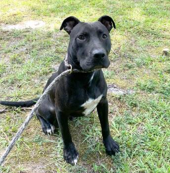 Jett -  Pit Bull Terrier Dog for Adoption in Monroe, Georgia - Jett | PetCurious