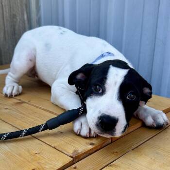 Morgan DI11 -  Mixed Breed Dog for Adoption in Union, Missouri - Morgan DI11 | PetCurious