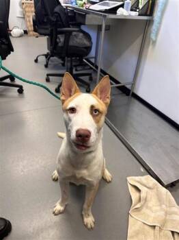Comet -  Mixed Breed Dog for Adoption in West Chester, Pennsylvania - Comet | PetCurious