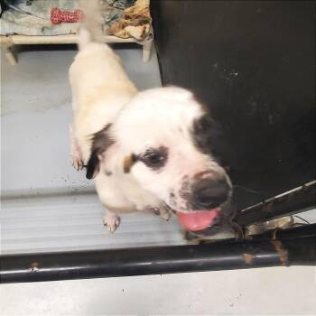 Mixed Breed Dogs Available for Adoption in Denison, Texas - Snowy | PetCurious