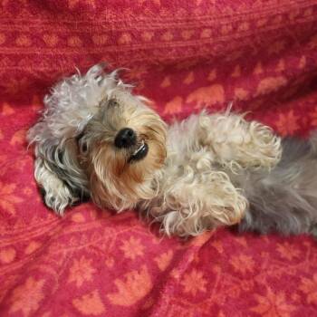 Dragonfly -  Yorkshire Terrier and Miniature Schnauzer Dog for Adoption in Houston, Texas - Dragonfly | PetCurious