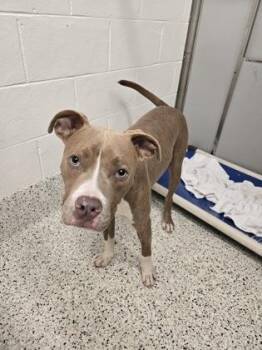 Ching -  Pit Bull Terrier and Mixed Breed Dog for Adoption in Atlanta, Georgia - Ching | PetCurious