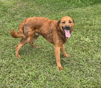 Sonny -  Golden Retriever and Labrador Retriever Dog for Adoption in San Francisco, California - Sonny | PetCurious