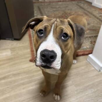 Pit Bull Terrier Dogs Available for Adoption in Seattle, Washington - Tom Petty (Rockstar Litter) - AVAILABLE | PetCurious