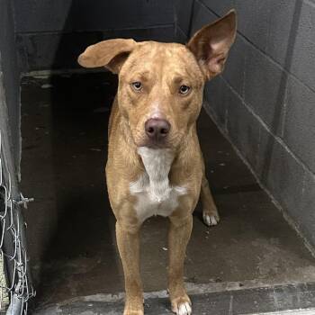 Mixed Breed Dogs Available for Adoption in Corbin, Kentucky - Grunt | PetCurious