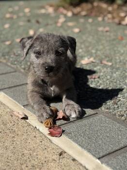 Dexter -  Terrier Dog for Adoption in Woodstock, Georgia - Dexter | PetCurious