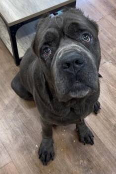 Blaze -  Neapolitan Mastiff and Mixed Breed Dog for Adoption in Savannah, Georgia - Blaze | PetCurious