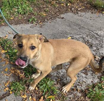 SnugglePuff -  Labrador Retriever and Black Mouth Cur Dog for Adoption in Rochester, New York - SnugglePuff | PetCurious