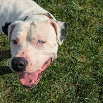 Rupert -  Pit Bull Terrier Dog for Adoption in Harrisonburg, Virginia - Rupert | PetCurious