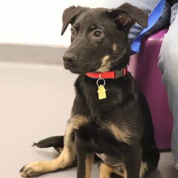 Mixed Breed Dogs Available for Adoption - Fiesty | PetCurious