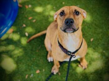 KODA -  Pit Bull Terrier Dog for Adoption in Orlando, Florida - KODA | PetCurious