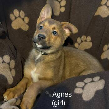 Mixed Breed Dogs Available for Adoption in Dekalb, Illinois - Agnes | PetCurious
