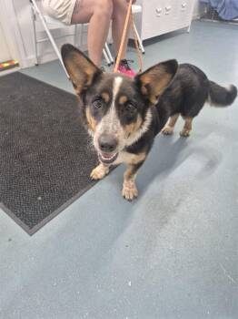Barney -  Corgi Dog for Adoption in Linton, Indiana - Barney | PetCurious