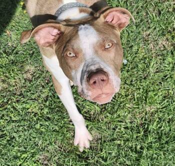 TARIUS -  Pit Bull Terrier and Mixed Breed Dog for Adoption in Tulsa, Oklahoma - TARIUS | PetCurious