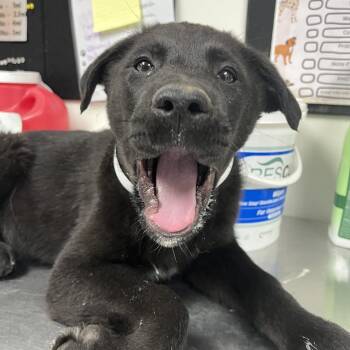 Anatolian Shepherd and Retriever Dogs Available for Adoption - Shiloh | PetCurious