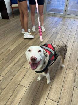 Labrador Retriever Dogs Available for Adoption - Bindi | PetCurious