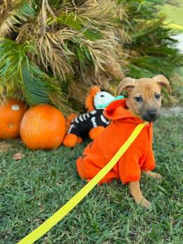 Tinkerbell -  Black Mouth Cur Dog for Adoption in Deltona, Florida - Tinkerbell | PetCurious
