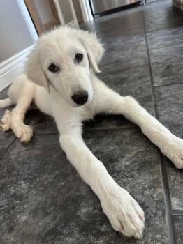 Great Pyrenees Dogs Available for Adoption in Quinlan, Texas - Baxter SAT | PetCurious
