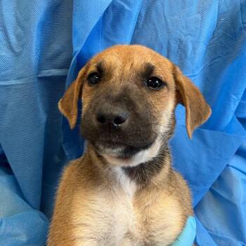Dairy -  Mixed Breed Dog for Adoption in Flagstaff, Arizona - Dairy | PetCurious