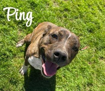 Rescue Staffordshire Bull Terrier Dogs for Adoption in Denison, Texas - Ping | PetCurious