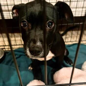 Clara -  Pit Bull Terrier Dog for Adoption in Okmulgee, Oklahoma - Clara | PetCurious