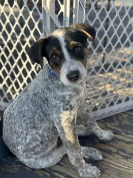 Australian Cattle Dog Blue Heeler Dogs Available for Adoption in Colorado Springs, Colorado - Boone (Bluey) | PetCurious
