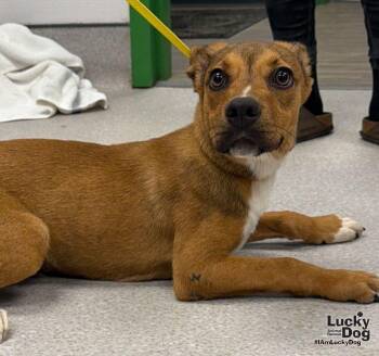 Zebb -  Shepherd and Labrador Retriever Dog for Adoption in Washington, District Of Columbia - Zebb | PetCurious