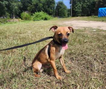 Charlie -  Chihuahua Dog for Adoption in Troy, Alabama - Charlie | PetCurious
