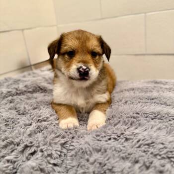 Mixed Breed Dogs Available for Adoption in Bellingham, Washington - Jackson | PetCurious