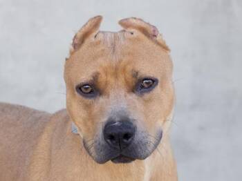 Mixed Breed Dogs Available for Adoption in Longmont, Colorado - Honey | PetCurious