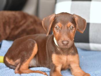 Ivy (Briar