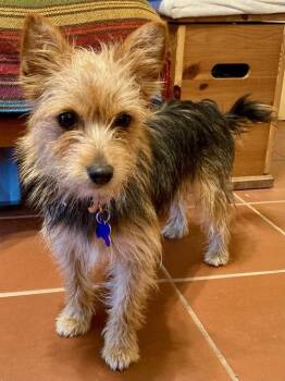 Rescue Silky Terrier and Yorkshire Terrier Dogs for Adoption in Fresno, California - Reese | PetCurious