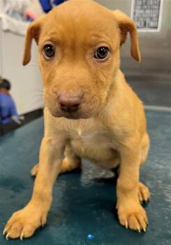 Vizsla and Mixed Breed Dogs Available for Adoption in Mobile, Alabama - CELESTIAL | PetCurious