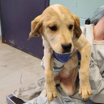 Bluetick Coonhound and Great Pyrenees Dogs Available for Adoption - Focaccia | PetCurious