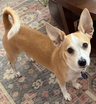 Lucky -  Chihuahua and Jack Russell Terrier Dog for Adoption in Woodland, California - Lucky | PetCurious