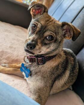 Chihuahua Dogs Available for Adoption - Yoko | PetCurious