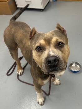 Pit Bull Terrier Dogs Available for Adoption - Superman/Gucci | PetCurious