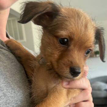 Mixed Breed Dogs Available for Adoption in Fredericksburg, Virginia - Toffee | PetCurious