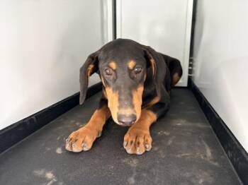 Doberman Pinscher and Mixed Breed Dogs Available for Adoption in Visalia, California - LOLA | PetCurious