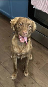 Rescue Spaniel Dogs for Adoption in West Palm Beach, Florida - Stitch | PetCurious