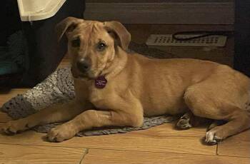 Rescue Mixed Breed Dogs for Adoption in Cando, Saskatchewan - Georgia | PetCurious