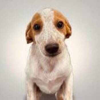 Jolene -  Chihuahua and Greyhound Dog for Adoption in Portsmouth, Ohio - Jolene | PetCurious