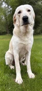 Great Pyrenees and Labrador Retriever Dogs Available for Adoption in Conroe, Texas - Parker  | PetCurious