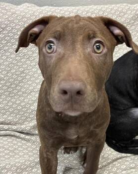 Ling -  Pit Bull Terrier and Mixed Breed Dog for Adoption in Mason, Michigan - Ling | PetCurious