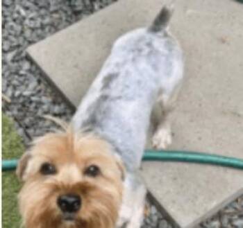 Rescue Yorkshire Terrier Dogs for Adoption in The Woodlands, Texas - Oscar Mayer | PetCurious