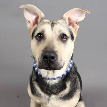 Rescue Mixed Breed Dogs for Adoption in Murray, Utah - Athena | PetCurious