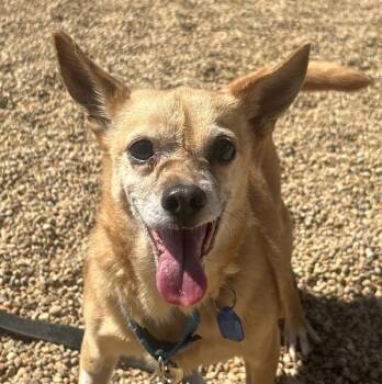 Bumblebee -  Chihuahua Dog for Adoption in Golden, Colorado - Bumblebee | PetCurious