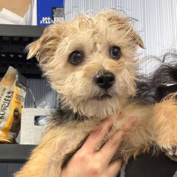 Yorkshire Terrier Dogs Available for Adoption - STU WHO | PetCurious