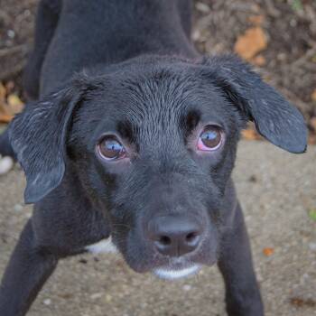 Amaya -  Black Labrador Retriever and Border Collie Dog for Adoption in Huntley, Illinois - Amaya | PetCurious