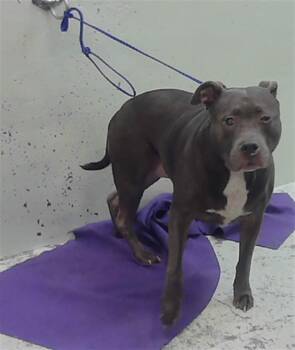 A2081274 -  Staffordshire Bull Terrier Dog for Adoption in Houston, Texas - A2081274 | PetCurious